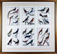 Framed Group of Bird Engravings,  Histoire Naturelle, Ornithologie by Georges-Louis Leclerc,  Circa 1780