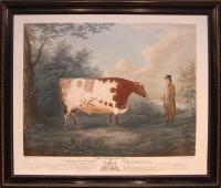 John Boultbee "The Durham Ox" Stipple engraving dated 1802
