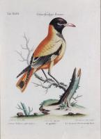 Johann Seligmann Bird Engraving of an Oriole , Tab XLIX, Le Loriot a tete noires Indes after George Edwards