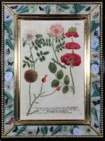 Johann Wilhelm Weinmann Prints of Roses with Decoupage Frames- Set of Four engraved by Johann Jacob Haid