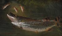 Pair of sporting angling oil paintings of a trout & pike by Arthur Roland Knight