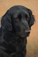 Dog portrait oil painting of a black retriever by Florence Mabel Hollams