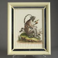 monkeys 12 Hand Coloured Engravings by George Edwards