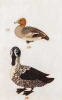 Company School Painting of Two Ducks (With Persian Inscription)