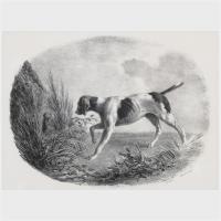 Black and White Engravings of Hunting Dogs