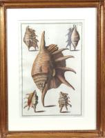18th-century Hand-colored Engravings of Sea Shells, Niccolo Gualtieri, Set of Six.