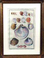 18th-century Hand-colored Engravings of Sea Shells, Niccolo Gualtieri, Set of Six.