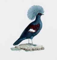 Madame Pauline Knip Engraving of A Bird