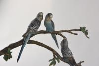 An Austrian cold painted bronze group of 3 blue Budgerigars perched on branches