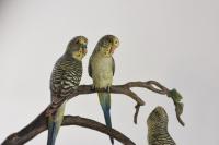 Austrian cold painted bronze group of 3 green Budgerigars perched on branches