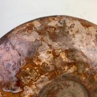 Large whole Ammonite fossil