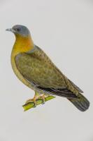 A Female Yellow-Footed Green Pigeon (Treron Phoenicoptera)