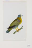 A Study of a Male Yellow-Footed Green Pigeon (Treron Phoenicoptera)