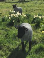 Contemporary Wirework Sheep Sculptures
