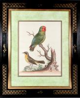 George Edwards Set of Twelve Parrot Engravings with Chinoiserie Frames, Natural History of Birds, Engraved by Georg Dionysius Ehret, Mid-18th Century.