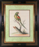 George Edwards Set of Twelve Parrot Engravings with Chinoiserie Frames, Engraved by Georg Dionysius Ehret