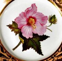 Antique Derby Porcelain Salmon Ground Plate, A Marsh Hibiscus, by John Brewer after William Curtis