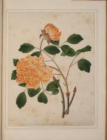 Rose from an Album of Chinese watercolours of flowers, fruit and silkworms.  Circa,1800.