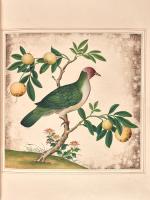 Fruit dove from an Album of Chinese watercolours of flowers, fruit and silkworms.  Circa,1800.