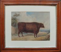 John West Giles "Portrait of a Bull" watercolour