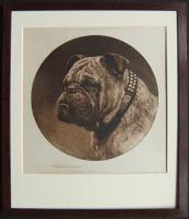 Herbert Dicksee "A British Bulldog" Original Etching