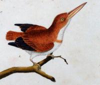 Francois Nicholas Martinet Bird Engraving
