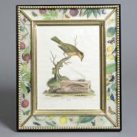 Set of 8 Engravings of Birds by George Edwards