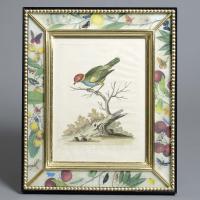 Set of 8 Engravings of Birds by George Edwards