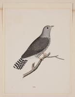 Company School Painting of a Cuckoo, Labelled Totee
