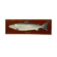A painted wooden model of a prize winning salmon by C. Farlow